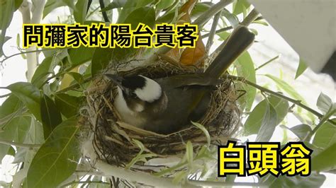 鳥築巢吉兆|【家裡有鳥築巢】鳥兒築巢有好兆頭？家裡發現鳥窩竟是財運來臨。